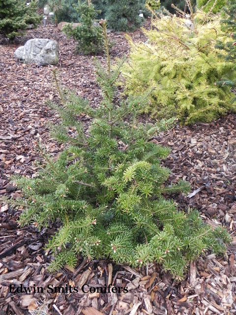 Abies balsamea 'Filips Light Reaching'